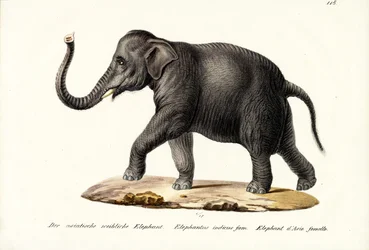 Indischer Elefant, 1824
